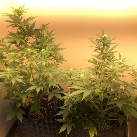 Jack Herrer growlog timeline photo