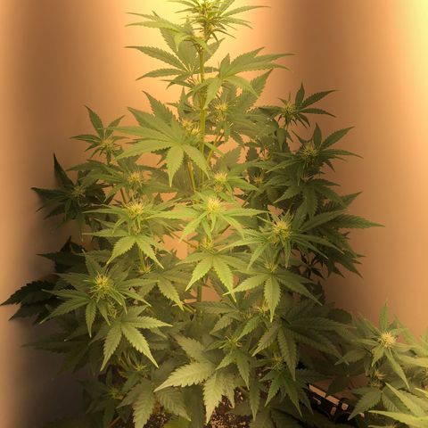 Jack Herrer growlog timeline photo