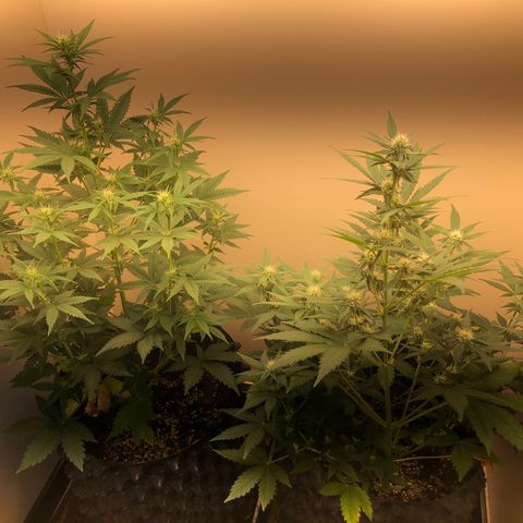 Jack Herrer growlog timeline photo