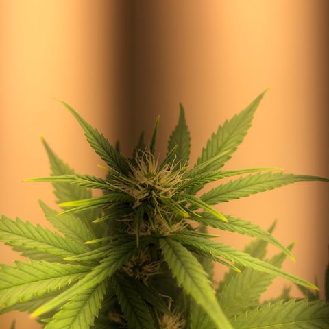 Jack Herrer growlog timeline photo
