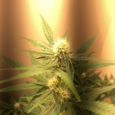 Jack Herrer growlog timeline photo