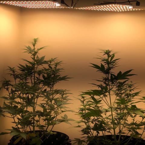 Jack Herrer growlog photo: Second led lamp get done