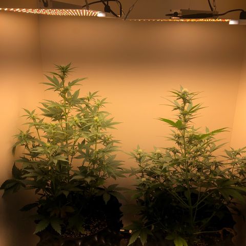 Jack Herrer growlog photo: Second led lamp get done