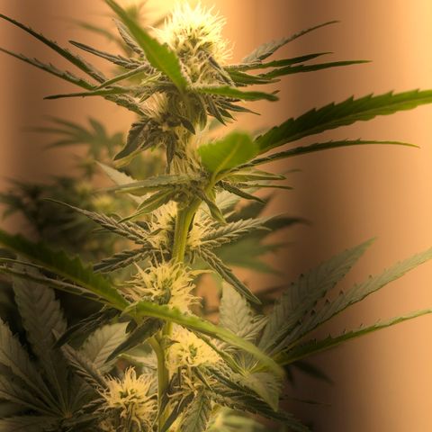 Jack Herrer growlog photo: Second led lamp get done