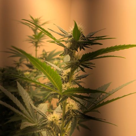 Jack Herrer growlog photo: Second led lamp get done
