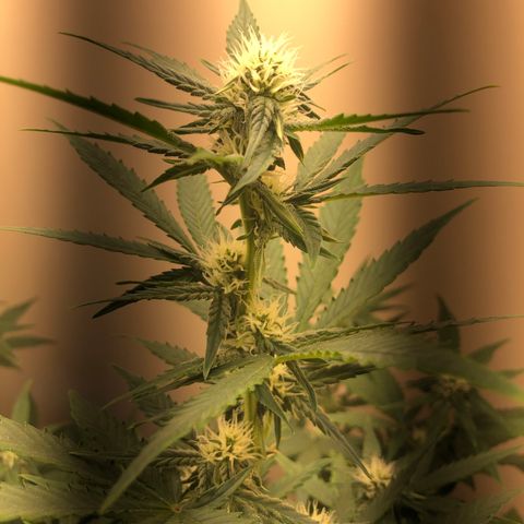 Jack Herrer growlog photo: Second led lamp get done