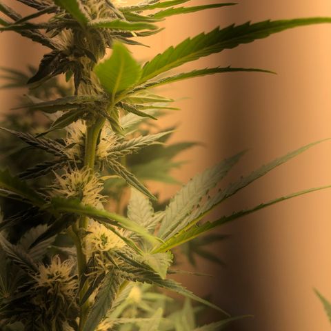 Jack Herrer growlog photo: Second led lamp get done