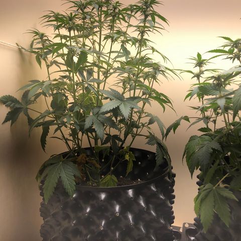 Jack Herrer growlog photo: They need some water 