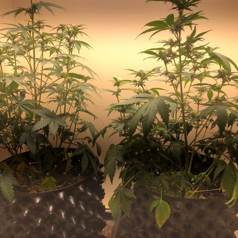 Jack Herrer growlog photo: They need some water 