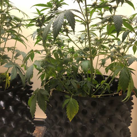 Jack Herrer growlog photo: They need some water 