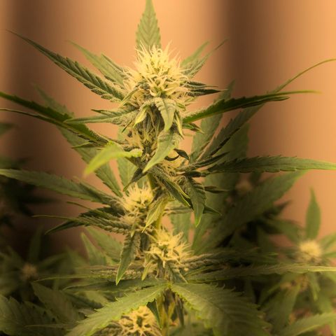 Jack Herrer growlog timeline photo