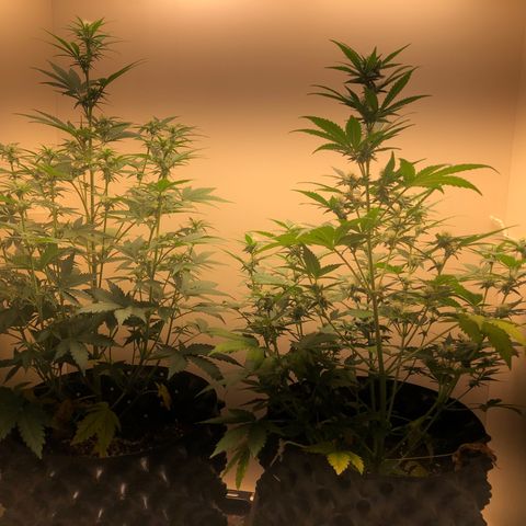 Jack Herrer growlog timeline photo