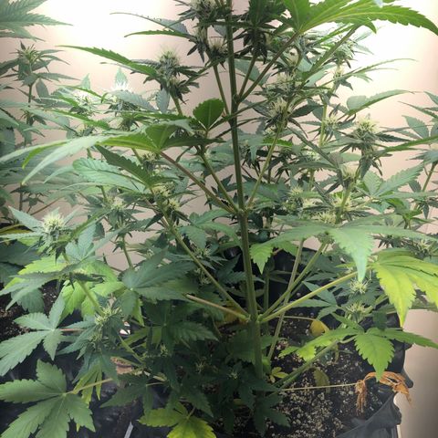 Jack Herrer growlog timeline photo