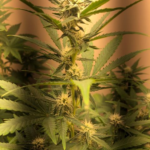 Jack Herrer growlog timeline photo
