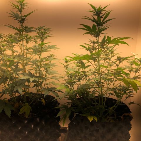 Jack Herrer growlog timeline photo