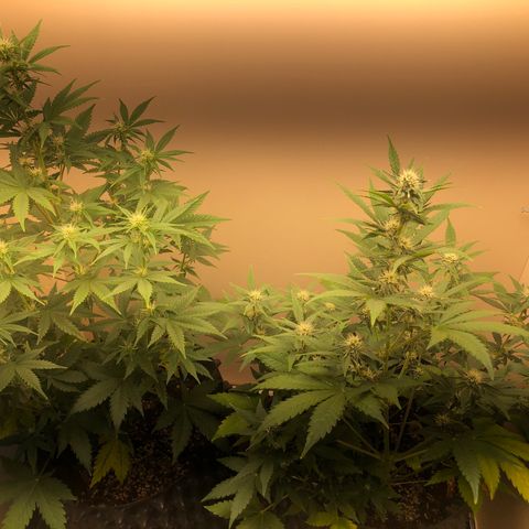 Jack Herrer growlog timeline photo