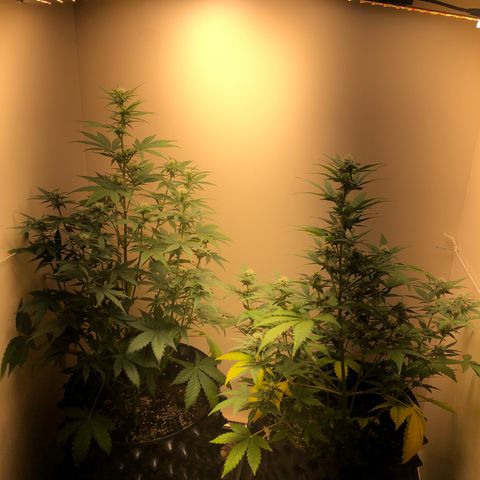 Jack Herrer growlog timeline photo