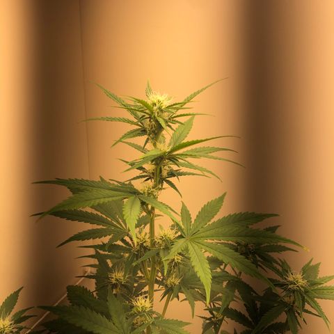 Jack Herrer growlog timeline photo