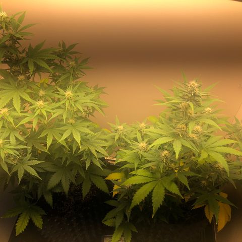 Jack Herrer growlog timeline photo