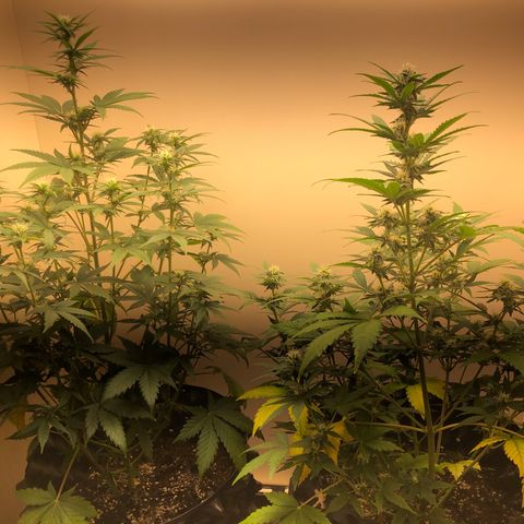 Jack Herrer growlog timeline photo