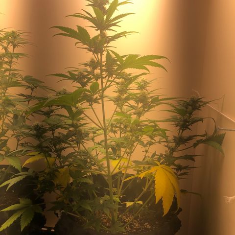 Jack Herrer growlog timeline photo