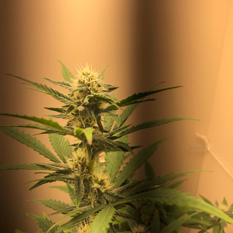 Jack Herrer growlog timeline photo