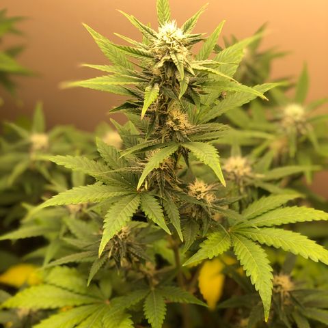 Jack Herrer growlog timeline photo