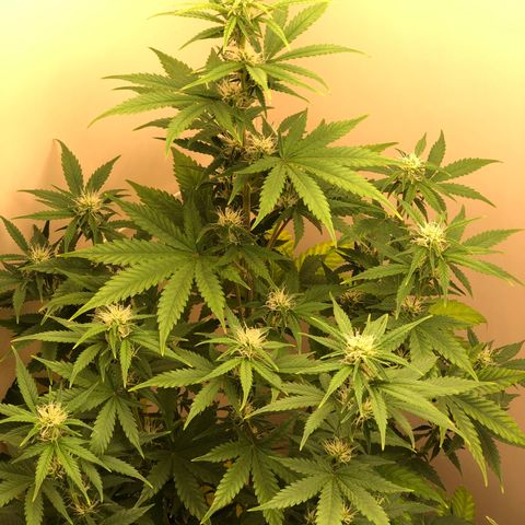 Jack Herrer growlog timeline photo