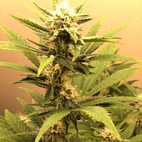 Jack Herrer growlog timeline photo
