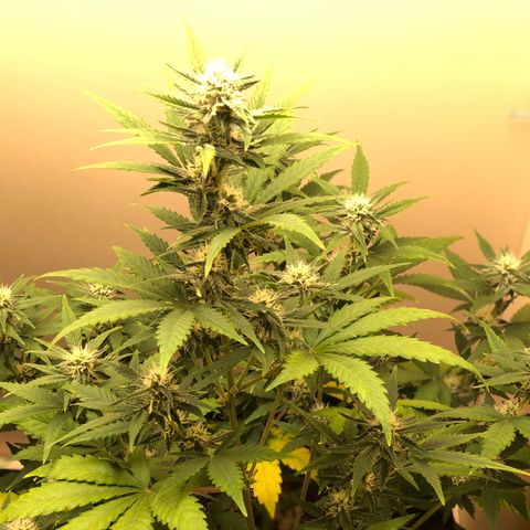 Jack Herrer growlog timeline photo