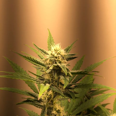 Jack Herrer growlog timeline photo