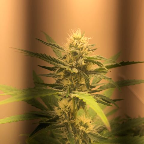 Jack Herrer growlog timeline photo