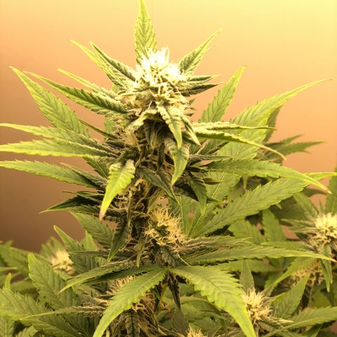 Jack Herrer growlog timeline photo