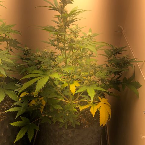 Jack Herrer growlog timeline photo