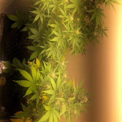 Jack Herrer growlog timeline photo