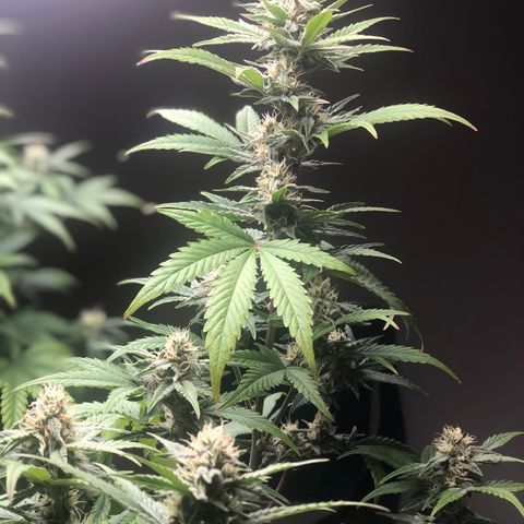 Jack Herrer growlog timeline photo