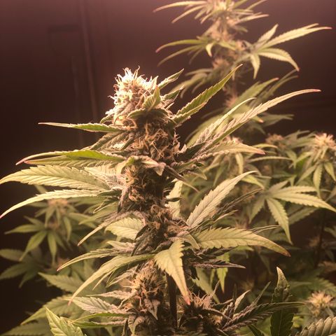 Jack Herrer growlog timeline photo