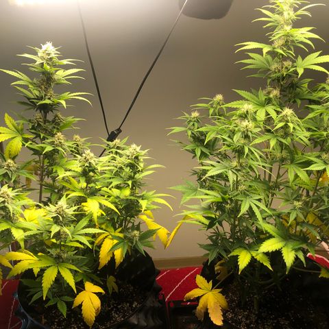 Jack Herrer growlog timeline photo