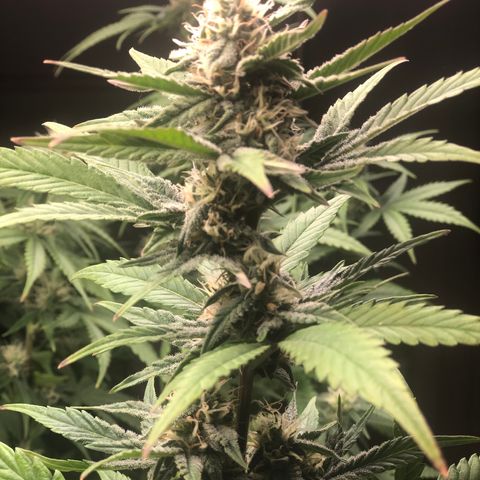 Jack Herrer growlog timeline photo