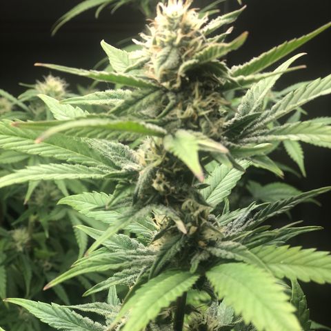 Jack Herrer growlog timeline photo