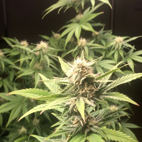 Jack Herrer growlog timeline photo