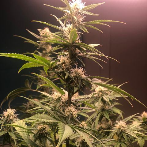 Jack Herrer growlog timeline photo