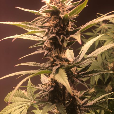 Jack Herrer growlog timeline photo