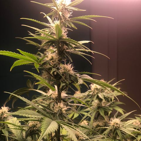 Jack Herrer growlog timeline photo