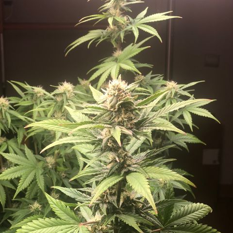 Jack Herrer growlog timeline photo