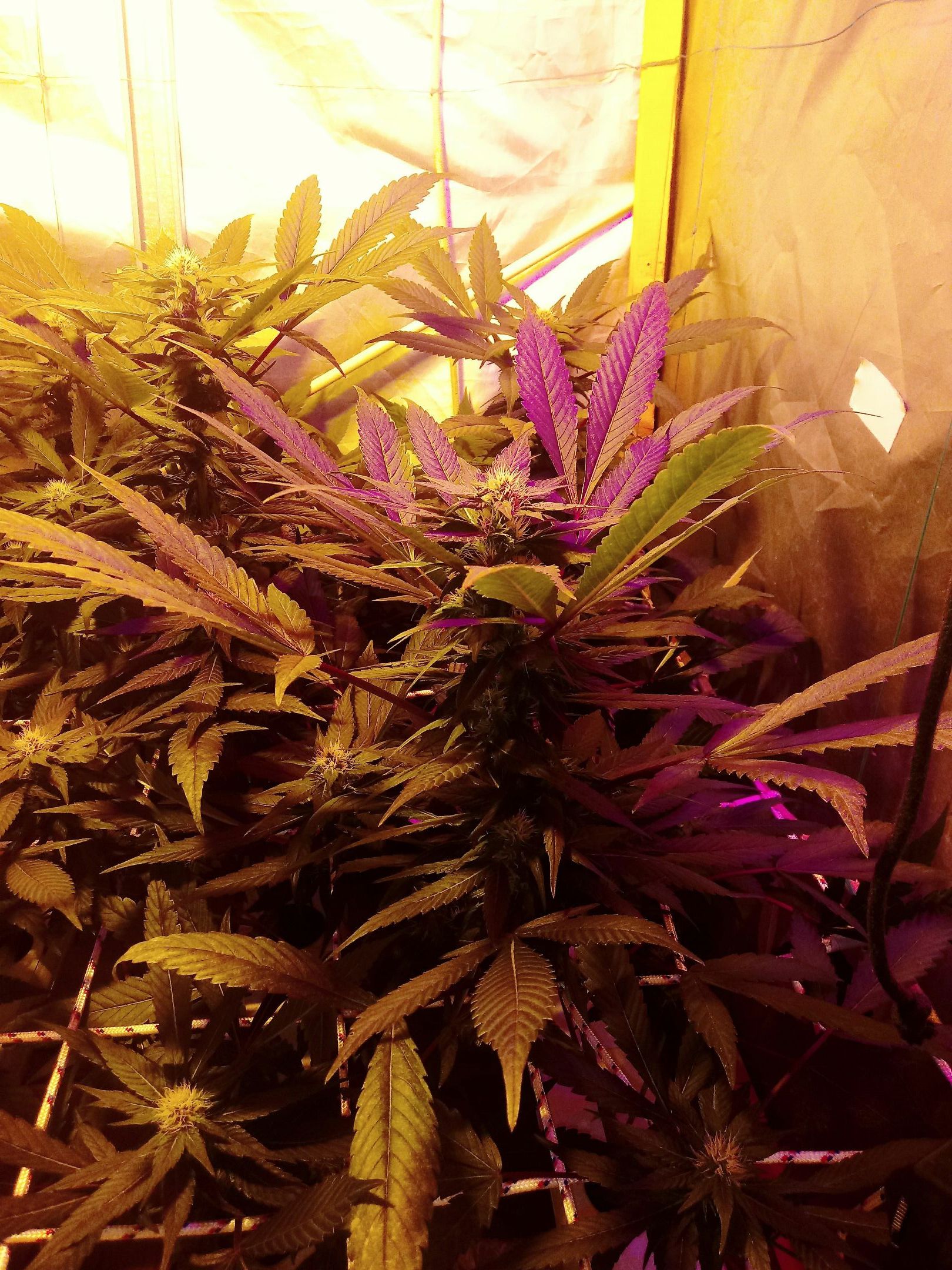 Kush’N’Cheese #1 growlog header