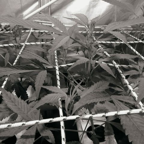 Kush’N’Cheese #1 growlog photo