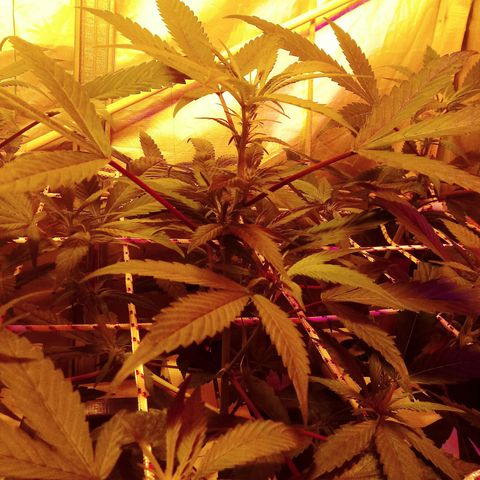 Kush’N’Cheese #1 growlog photo: Yeaa