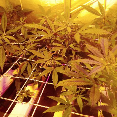 Kush’N’Cheese #1 growlog photo