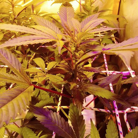 Kush’N’Cheese #1 growlog photo